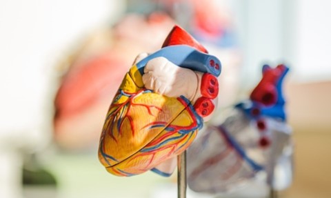 Doç. Dr. Erinç CAN Kalp ve Damar Hastalıkları Uzmanı